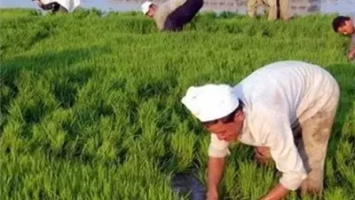 موجة حر جديدة ترفع مخاطر الآفات والأعفان.. تحذيرات عاجلة لحماية المحاصيل