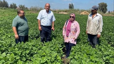 إرشاد زراعي عاجل لمزارعي بلقاس.. تحذيرات مهمة بشأن ري الأرز والذرة ومكافحة دودة الحشد