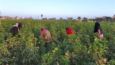 القطن المصري في اختبار جديد بالفيوم.. جني التجربة الإرشادية ومتابعة إنتاجية وجودة 3 أصناف