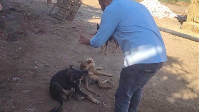 ضمن الاستراتيجية الوطنية لمكافحة السعار.. تحصين الكلاب الحرة في ساقلته