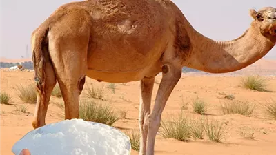 لماذا يصعب تصنيع الجبن من حليب الإبل؟.. خبير يوضح خطوات التصنيع ومواصفات المنتج النهائي