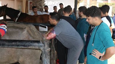 استخدام السونار في تشخيص الحالات المرضية بالمستشفى البيطري التعليمي بجامعة بنها