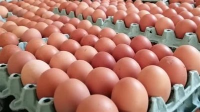 رئيس شعبة بيض المائدة: البيض لا يفسد بسبب حرارة الصيف طالما لم يُكسر أو يُغسل