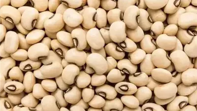 اللوبيا المصرية تتحدى تغير المناخ.. صنف جديد يتحمل الحرارة والجفاف