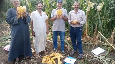 الإرشاد الزراعي يحصد الذرة الشامية بالمنوفية.. توصيات لزيادة الإنتاج وحماية المحصول