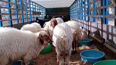 وصول 50 رأسًا من الأغنام العواسي والماعز الدمشقي لدعم برامج التحسين الوراثي ببرج العرب