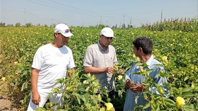 زراعة كفر الشيخ تتحرك في الحامول.. متابعة القطن والأرز والتصدي الفوري لتعديات الأراضي الزراعية