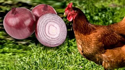 البصل في تغذية الدواجن.. 5 فوائد لدعم المناعة وتحسين الهضم والإنتاج