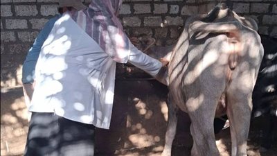 بيطري الغربية: تحصين 157 ألف رأس ماشية ضد الحمى القلاعية والوادي المتصدع