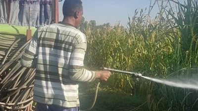 حملات مكبرة لزراعة الأقصر لمواجهة الحشرة القشرية الرخوة في حقول القصب