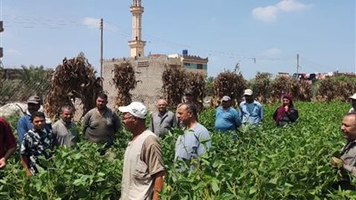 مدرسة حقلية لفول الصويا بالدقهلية ضمن مشروع إدارة مياه دلتا النيل
