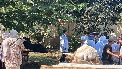 جامعة كفر الشيخ تدعم الثروة الحيوانية بقافلة علاجية مجانية في دقلت
