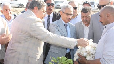 افتتاح موسم جنى القطن بحقول بني سويف