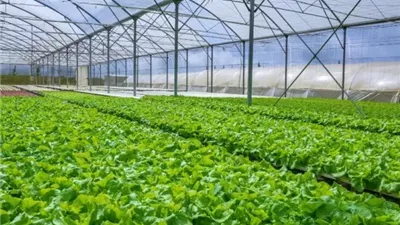الابتكار الزراعي في مواجهة التغيرات المناخية.. مبادرات جديدة من أكاديمية البحث العلمي