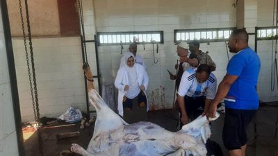 بيطري القليوبية: ذبح 9201 رأس ماشية وفحص 21.8 طن لحوم وضبط 28.1 طن منتجات مخالفة خلال أغسطس