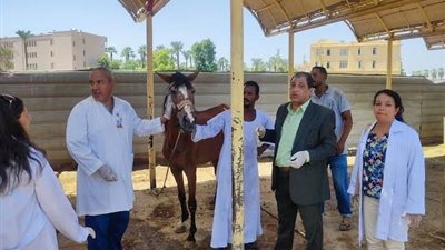 تحت رعاية رئيس الجمهورية.. استعدادات بيطرية مكثفة لخيول الهرم قبل انطلاق بطولة العالم للفروسية 2026