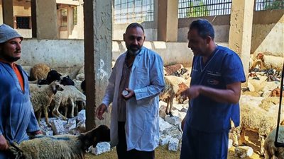 بيطري المنيا: تحصين 41 ألفًا و979 رأس ماشية خلال الأسبوع الأول من حملة مكافحة الحمى القلاعية