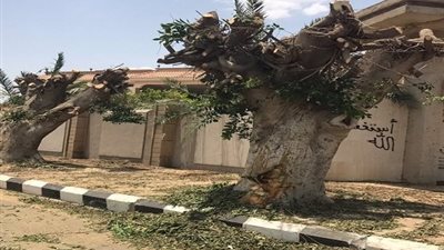نائبة بالنواب تفتح ملف قطع الأشجار: لماذا تقطع الحكومة الأشجار ثم تبحث عن أسباب إزالتها؟