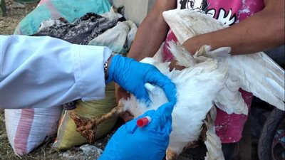 الخدمات البيطرية بالسويس تنفذ تقصيًا نشطًا بمسار الطيور المهاجرة بقرية السباعي