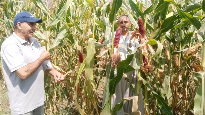 حصاد الذرة