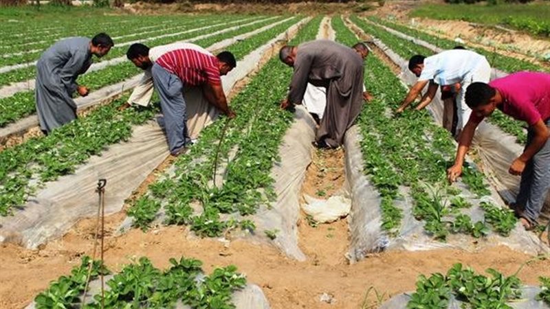 العمل في القطاع الزراعي