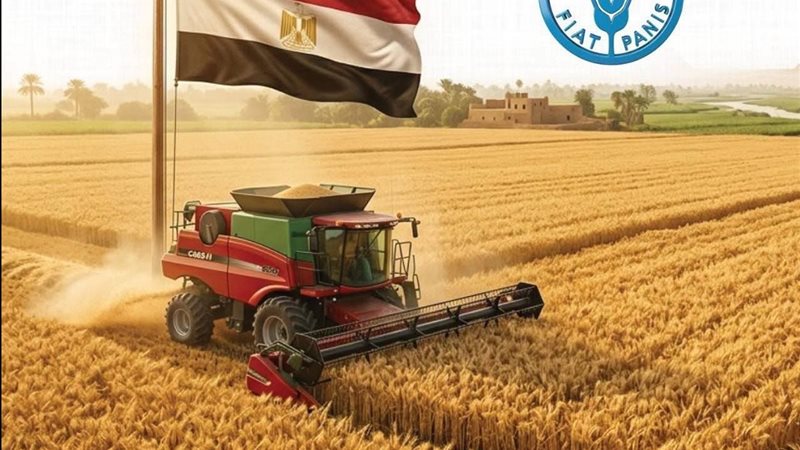 القمح 