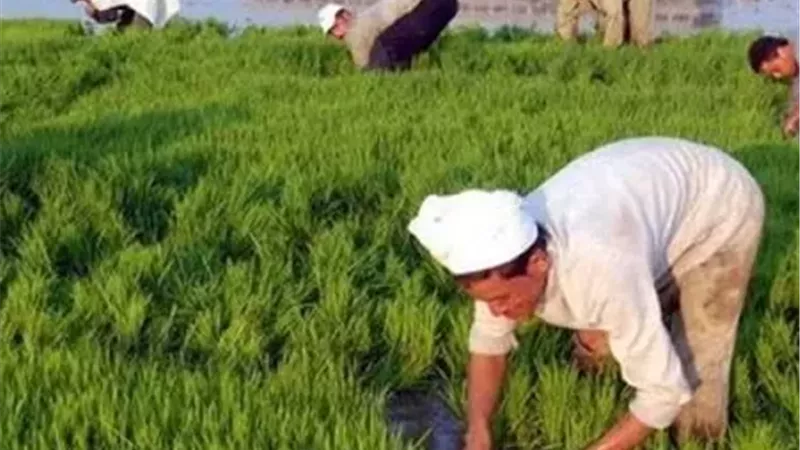الزراعة 