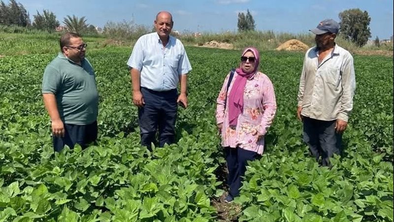 زراعة الدقهلية 