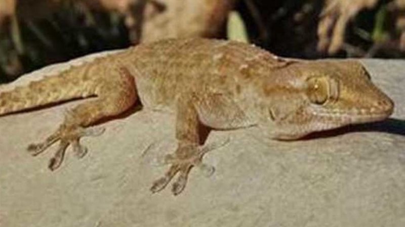 البرص المصري يغزو