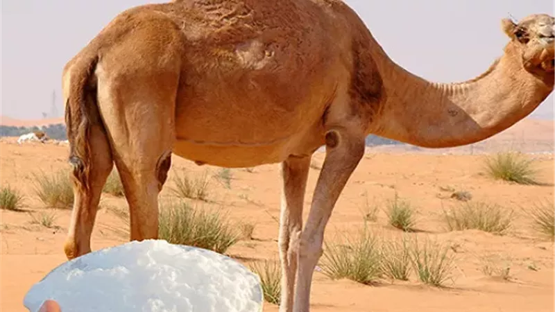 حليب الأبل 