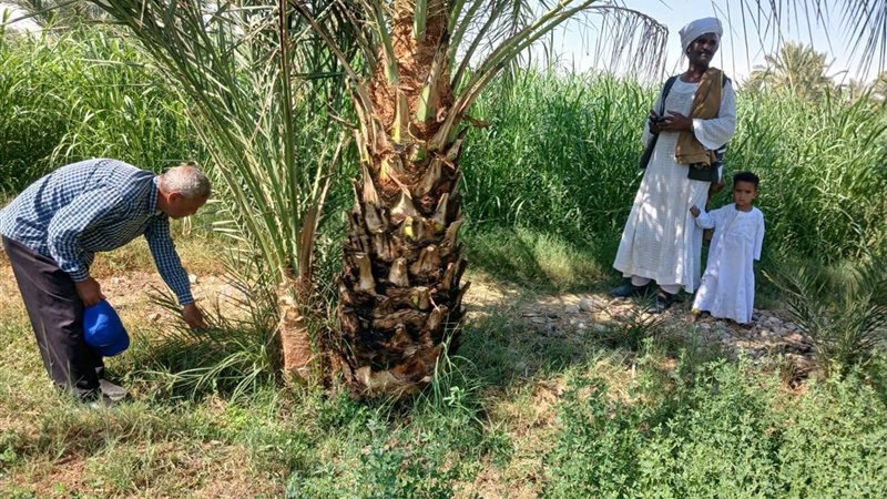 مديرية الزراعة بالأقصر