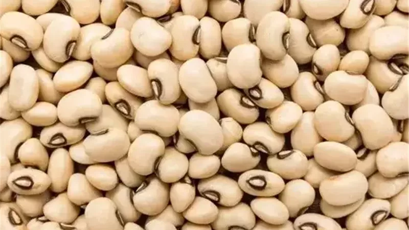 اللوبيا المصرية