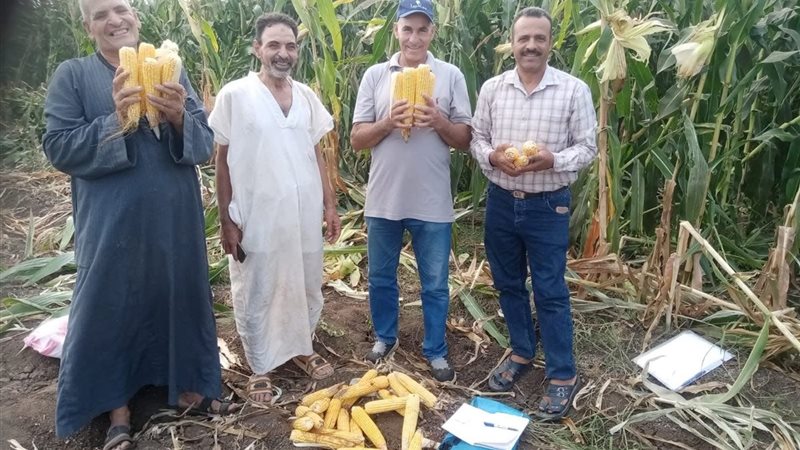 الذرة الشامية بالمنوفية