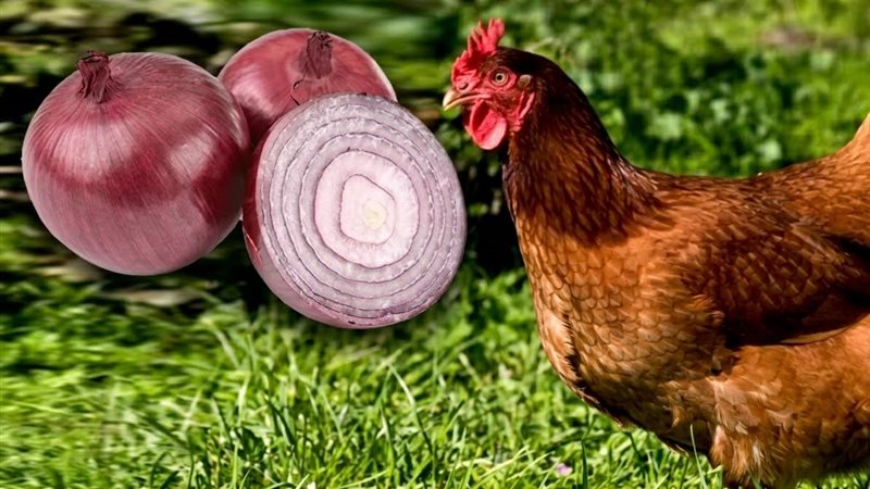 البصل في تغذية الدواجن