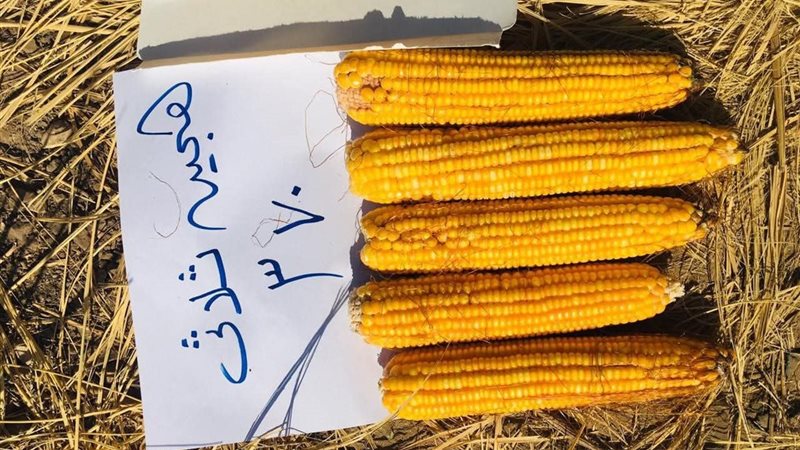 ذرة