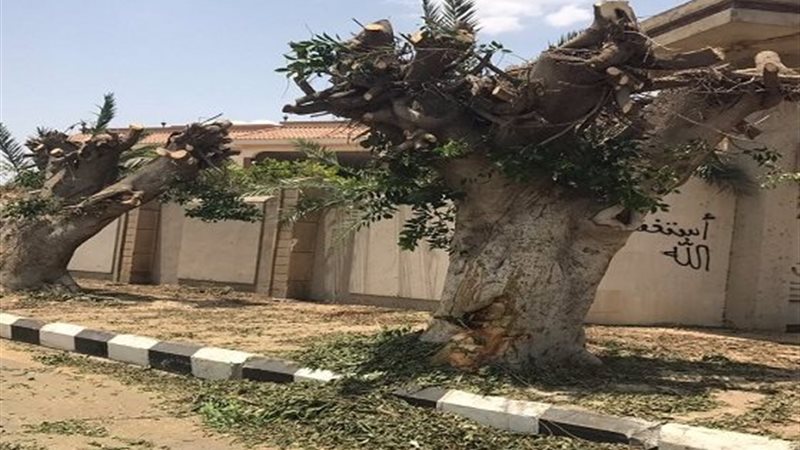 قطع الأشجار