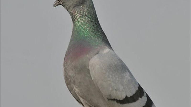 حمام