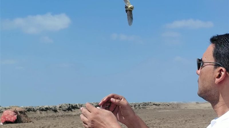 الطيور المهاجرة