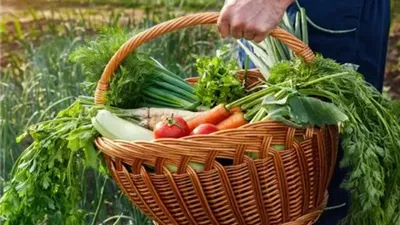 المحاصيل المناسبة لشهر سبتمبر.. دليل للمزارعين لاختيار الزراعات وفق طبيعة كل منطقة