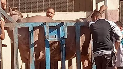 بعد ذبح 25 رأس ماشية.. محافظ أسيوط يشدد على الرقابة البيطرية وضمان سلامة اللحوم للمواطنين