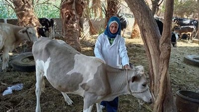 الزراعة: تقديم أكثر من 4.3 مليون جرعة تحصينية للماشية ضد «الحمى القلاعية» و«الوادي المتصدع»