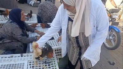 بيطري القليوبية يواصل الترصد الوبائي بأسواق الطيور الحية في طوخ