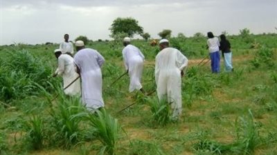 مخلفات تعدين الذهب تهدد السودان بكارثة أمن غذائي وتراجع حاد في المحاصيل