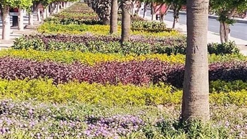 الرقعة الخضراء 