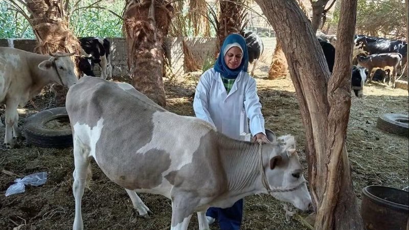 جانب من التحصين 