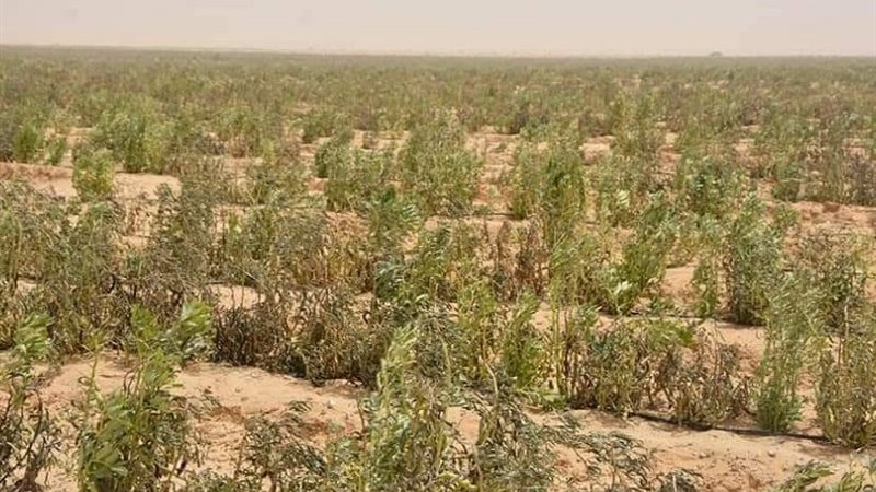 مشروع الياقوت الأخضر